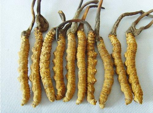 Cordyceps Wild Tibet Dong Chong Xia Cao  chong cao